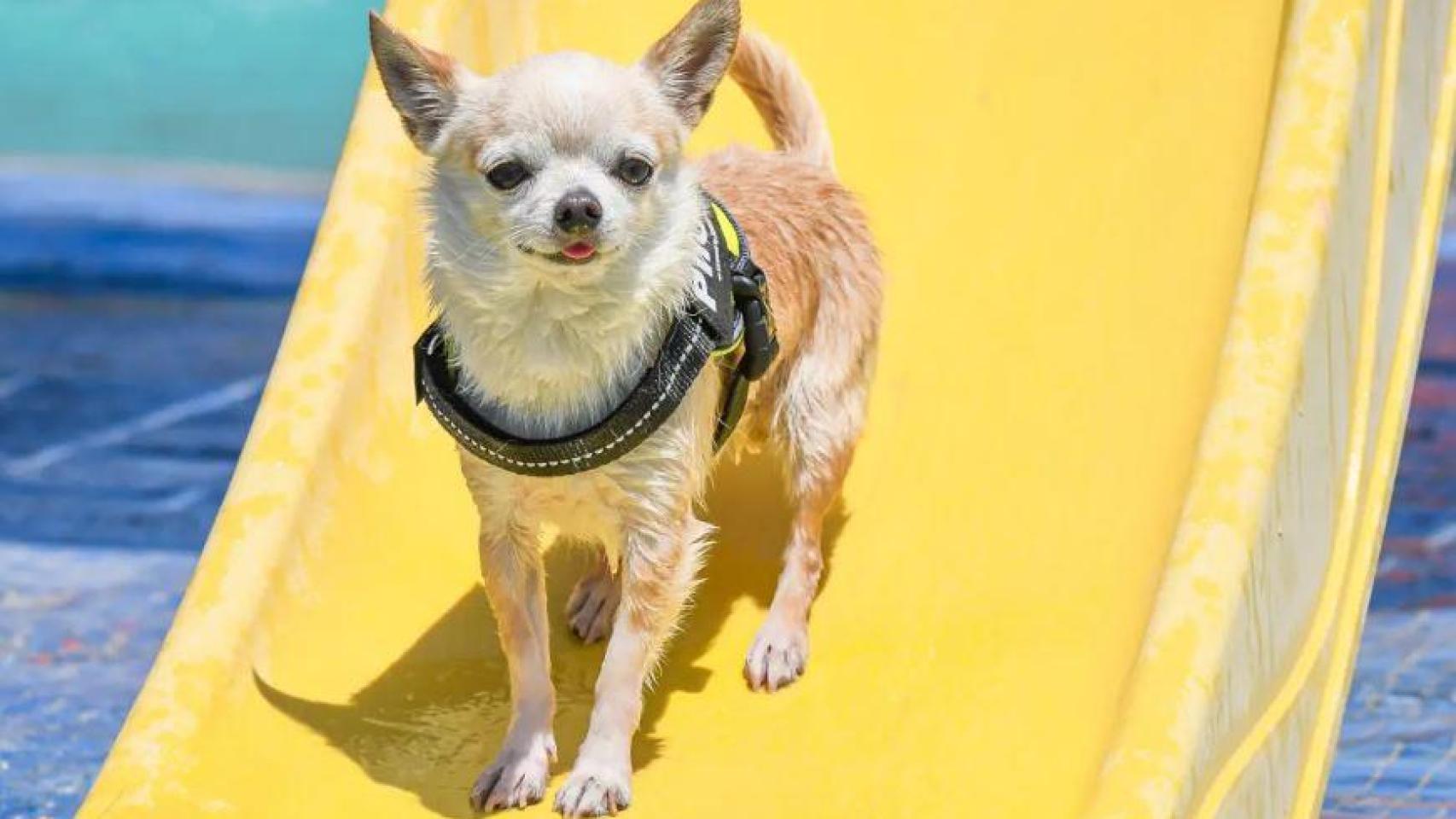 Perro en Aquapark Canino