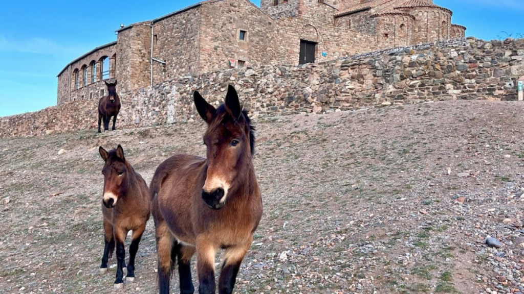 'Nina', 'Orus' y 'Morena' en la Mola