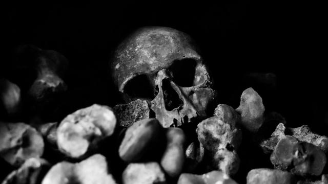 Una calavera entre piedras