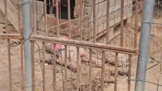 Una de las jaulas en las que se han encontrado perros atados y cadáveres de cerdo