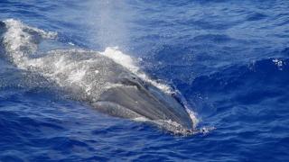 Un rorcual común