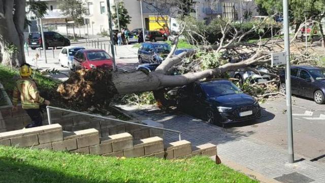 Un árbol caído en Sant Boi de Llobregat (Barcelona) por el fuerte viento (imagen de archivo)