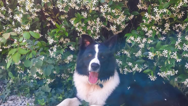 Lucky, el perro robado en Navata, en el jardín de su casa