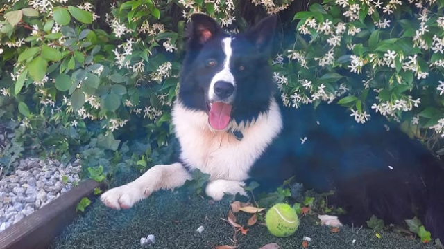Lucky, el perro robado en Navata, en el jardín de su casa