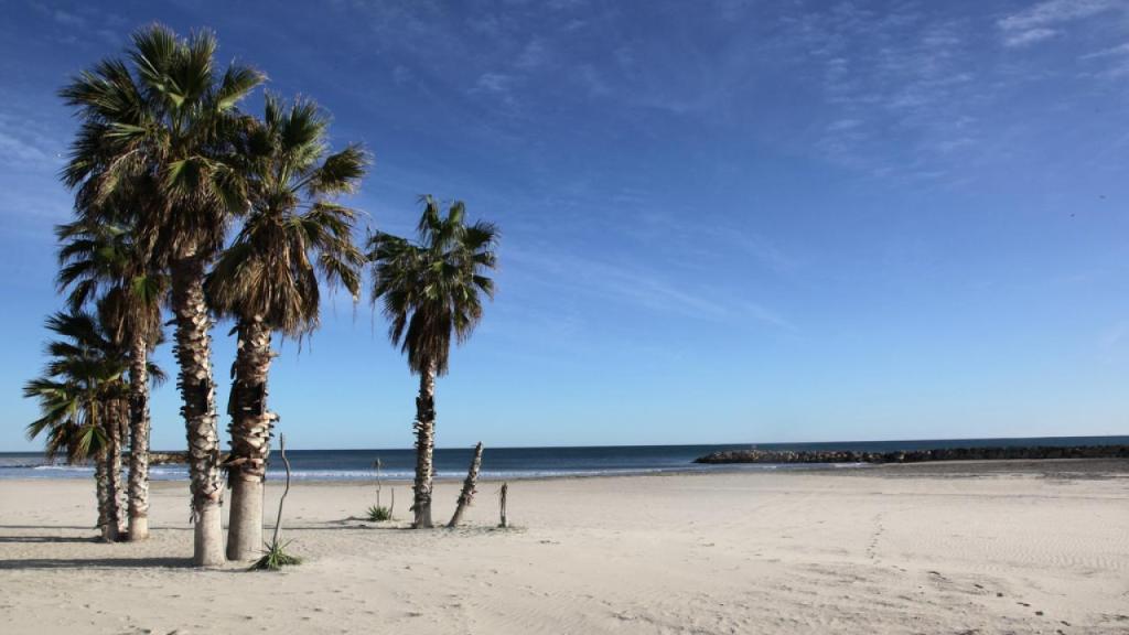 Palmeras de una de las calas de Cunit