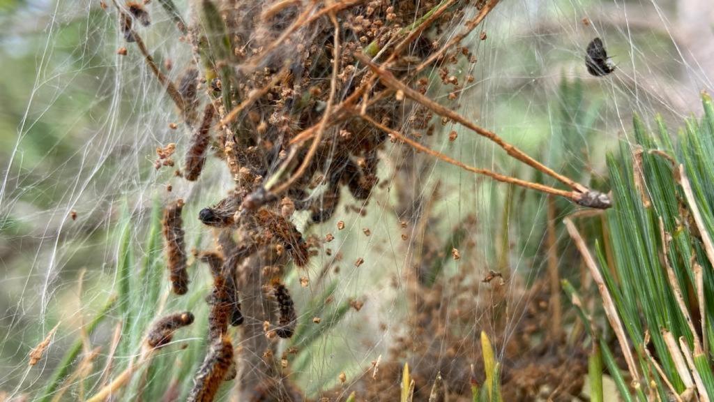 Imagen de archivo de una bolsa de orugas