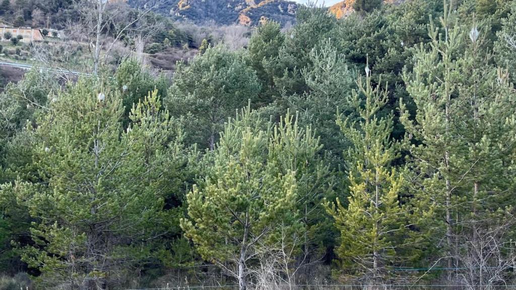 Pinos con procesionaria