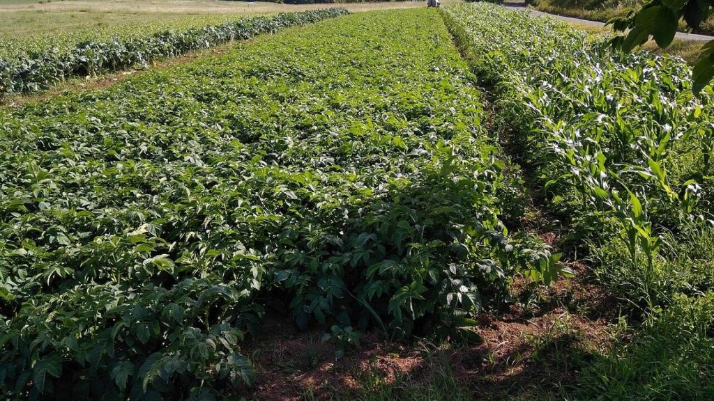 Campo de patatas en una imagen de archivo
