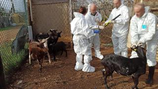 Inspecciones de la finca irregular en Constantí