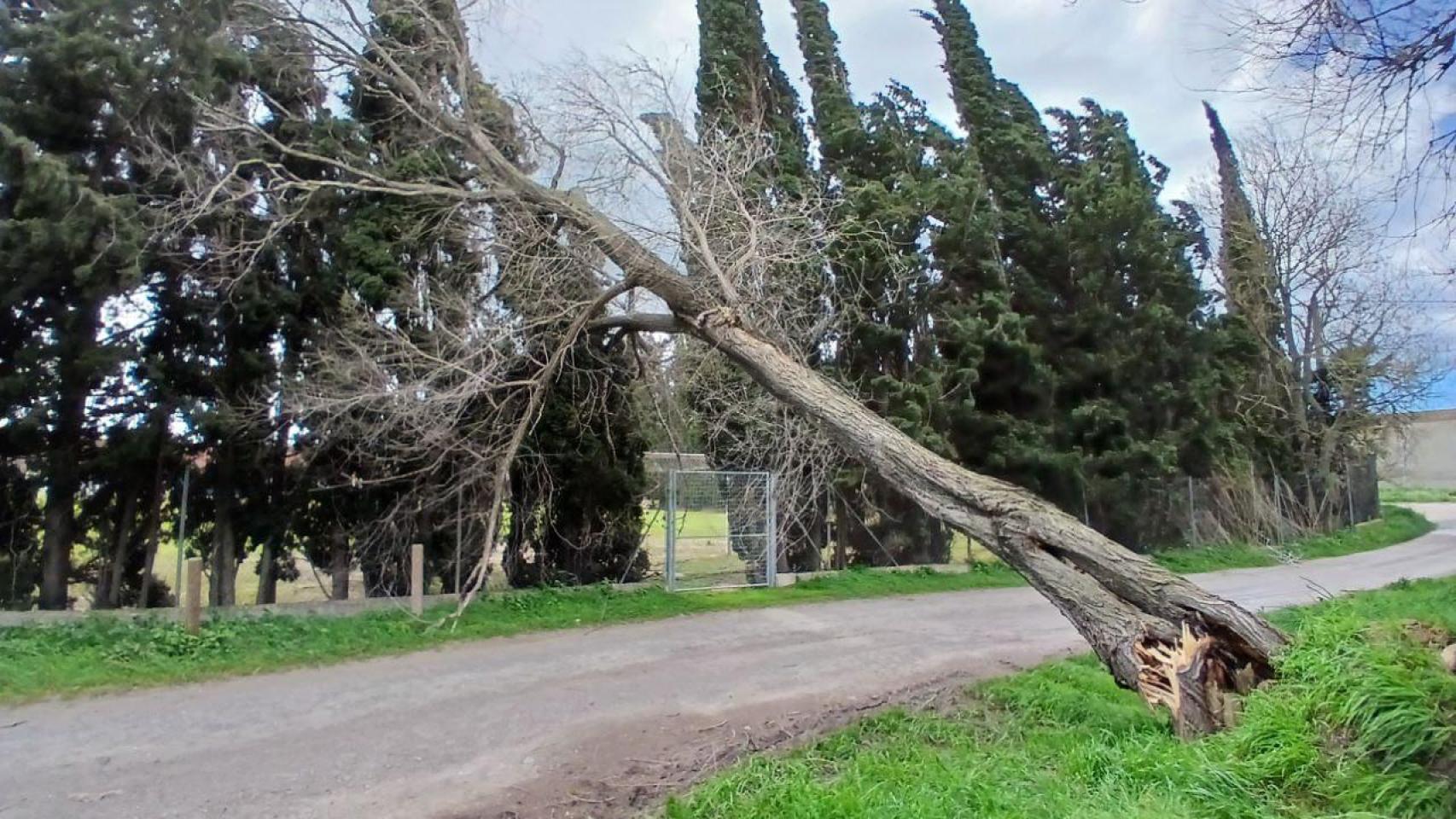 Un árbol caído a causa del fuerte viento en Cataluña este fin de semana