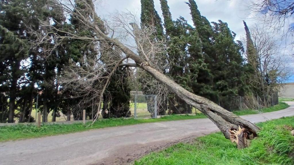 Un árbol caído a causa del fuerte viento en Cataluña este fin de semana