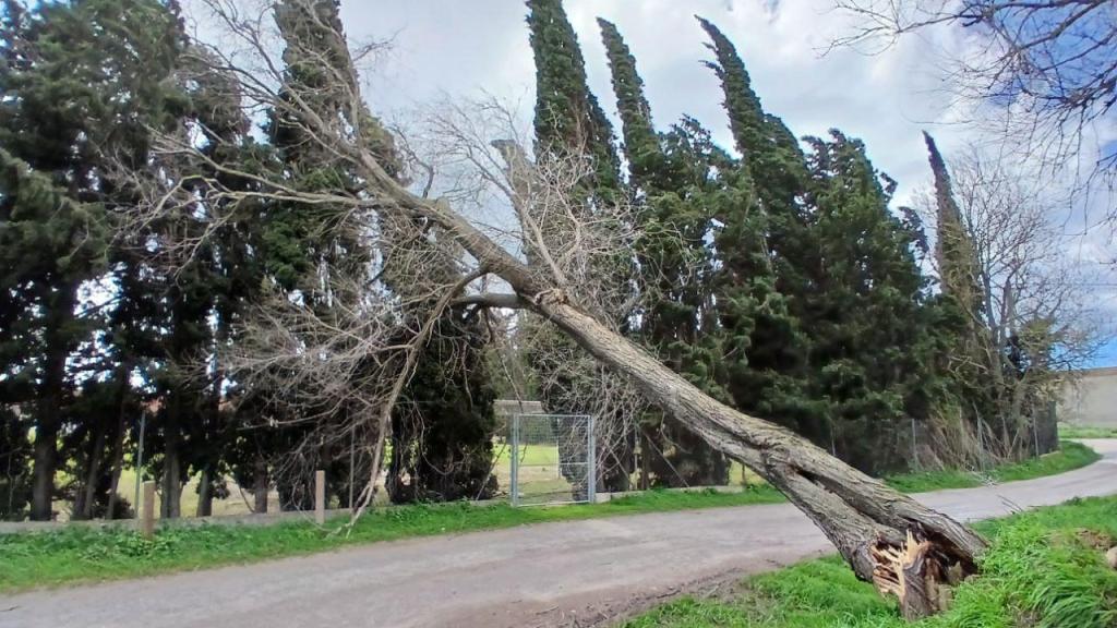 Un árbol caído a causa de un episodio de fuerte viento en Cataluña