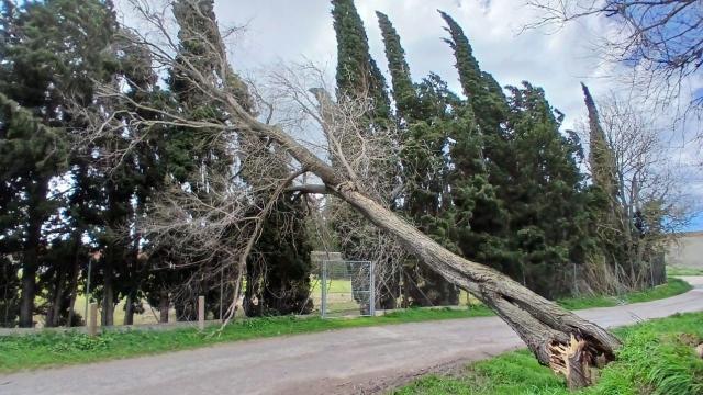 Un árbol caído a causa del fuerte viento en Cataluña este fin de semana