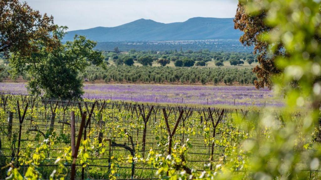 Viñedo Dehesa El Molinillo