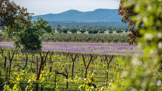 Viñedo Dehesa El Molinillo