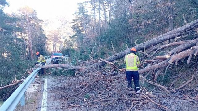 Los Bombers de la Generalitat trabajan en la retirada de árboles caídos por el viento