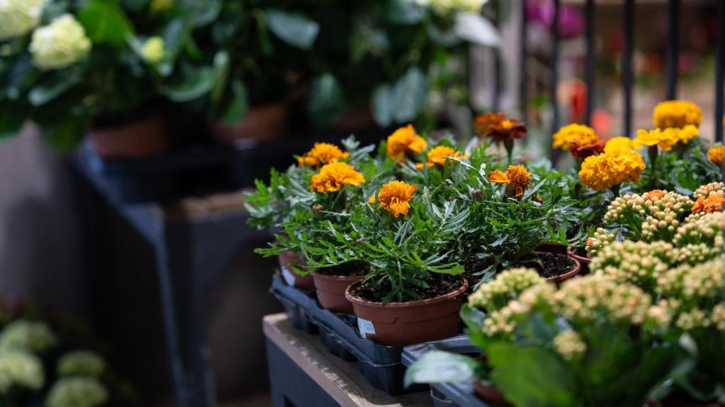 Floristeria C Valencia