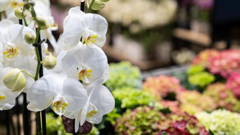 Floristeria C Valencia