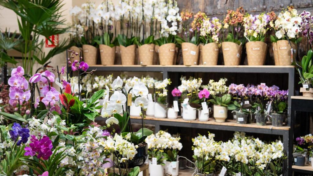 Floristeria C Valencia