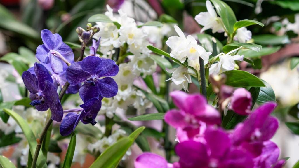 Floristeria C Valencia