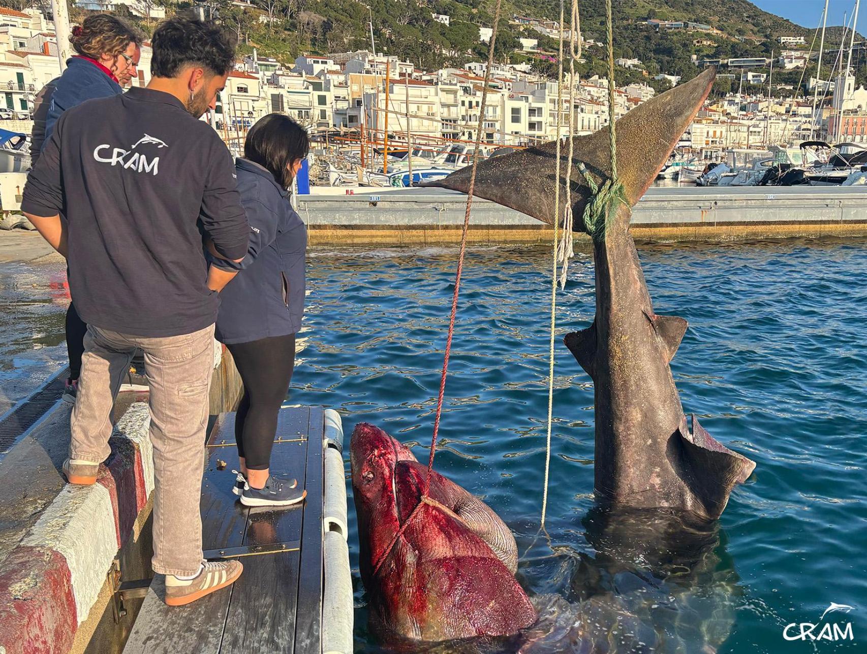 Retirada del cadáver de un tiburón peregrino