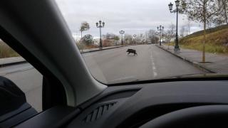Un jabalí cruza una calle