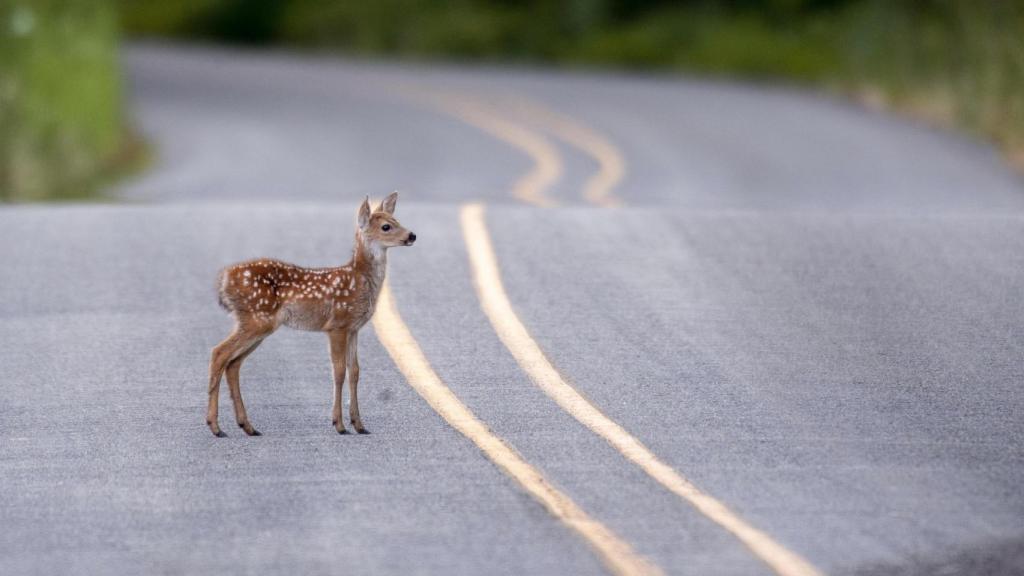 Un cervatillo en una carretera