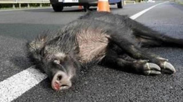 Un jabalí herido en un accidente de tráfico