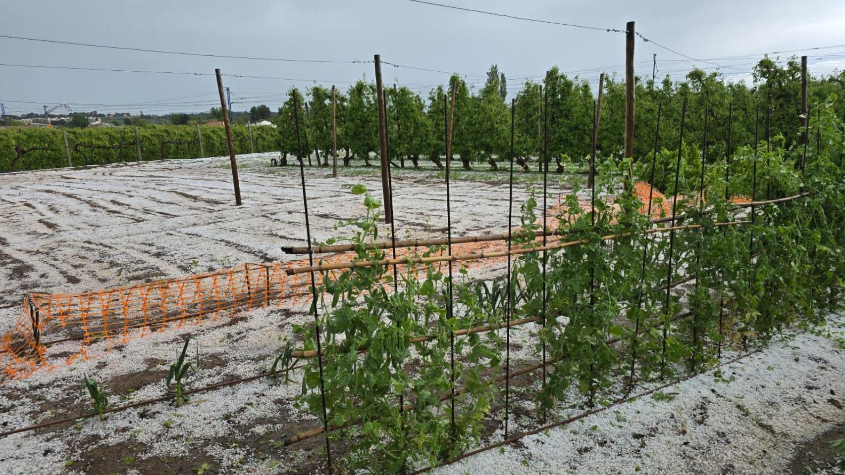 Imagen de una zona agrícola en Lleida