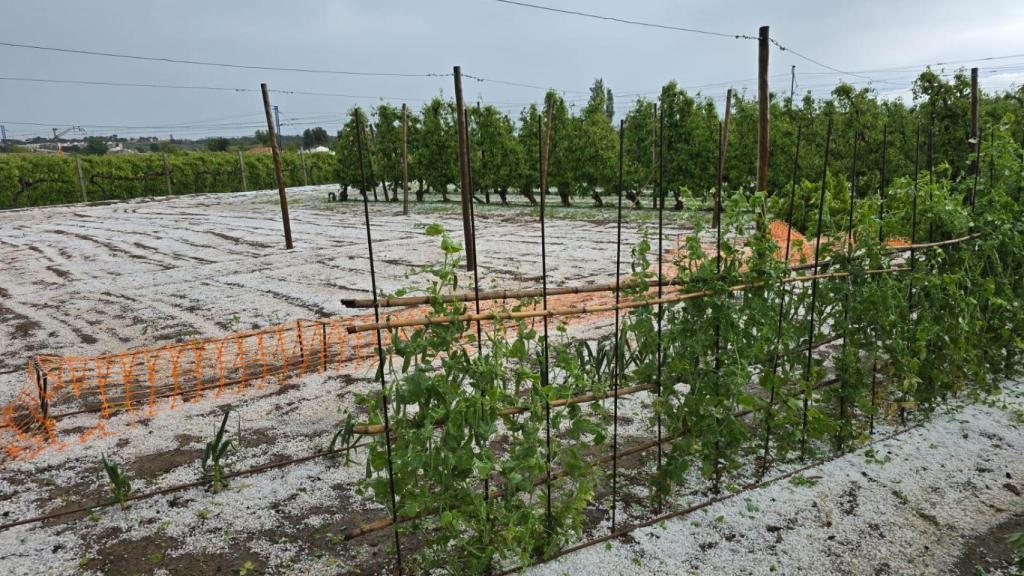 Imagen de una zona agrícola en Lleida