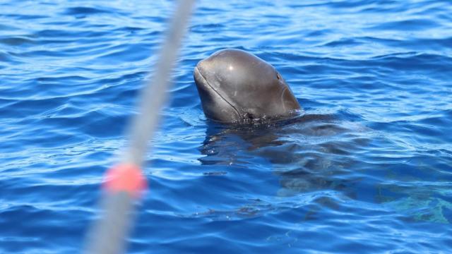 Imagen de archivo de una ballena