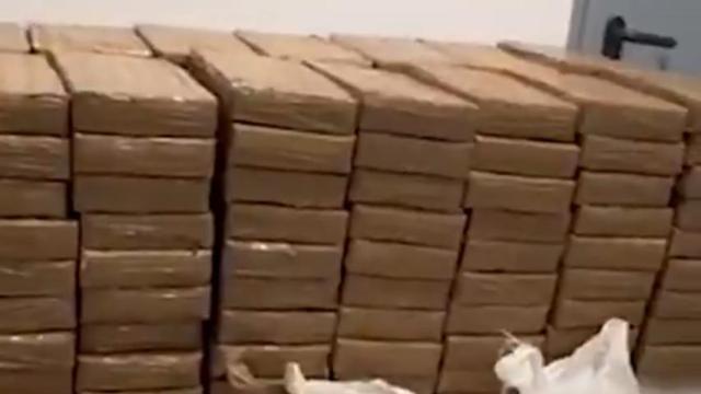 Varias toneladas de hachís intervenidas por los Mossos d'Esquadra en Sant Quintí de Mediona