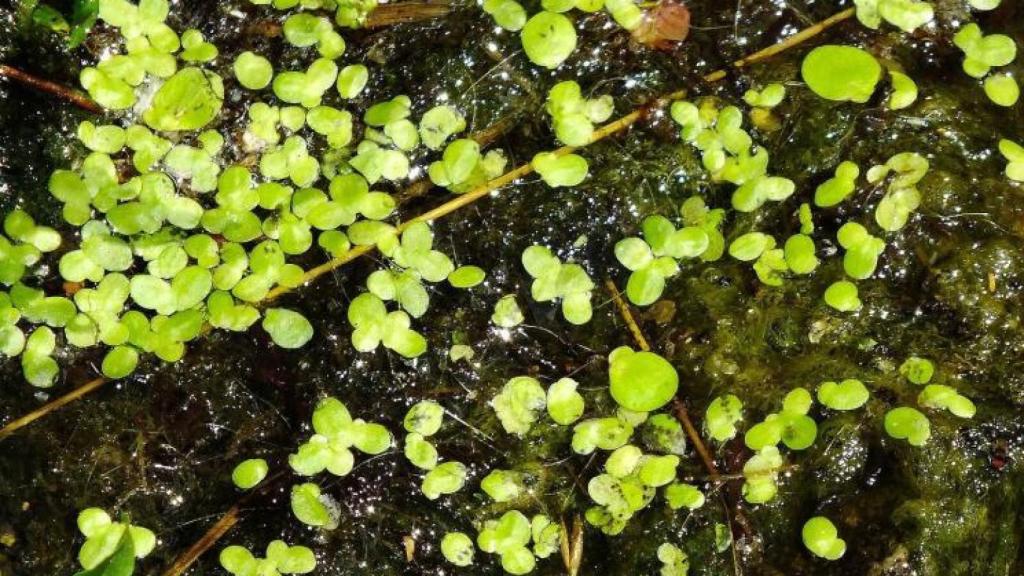 Plantas acuáticas y microalgas
