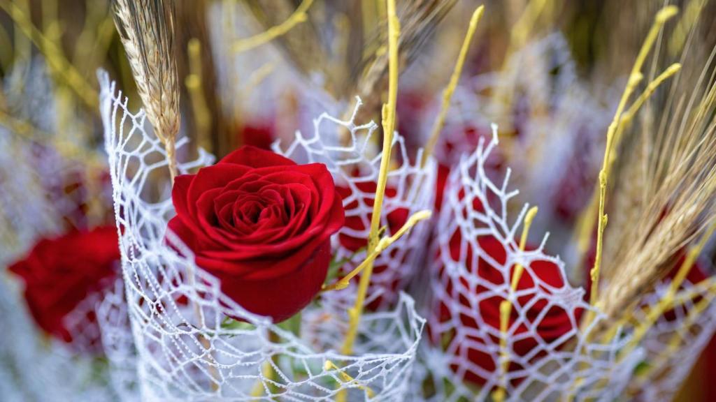 Roses de Sant Jordi