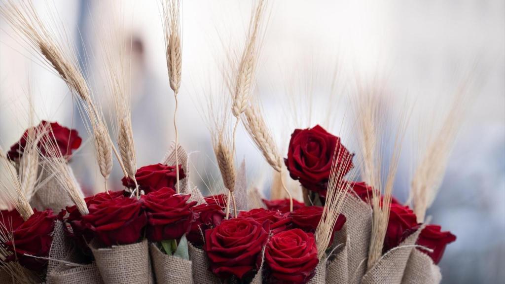 Rosas de Sant Jordi 2025