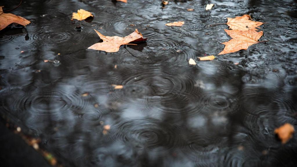 Varias hojas en el suelo a causa de una lluvia en Cataluña