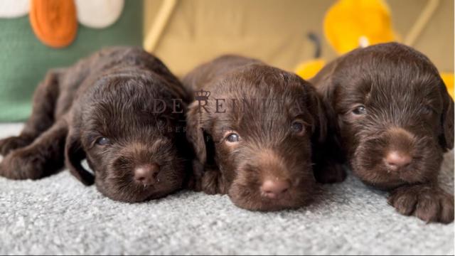 Cachorros de Australian Labradoodle Cobberdog