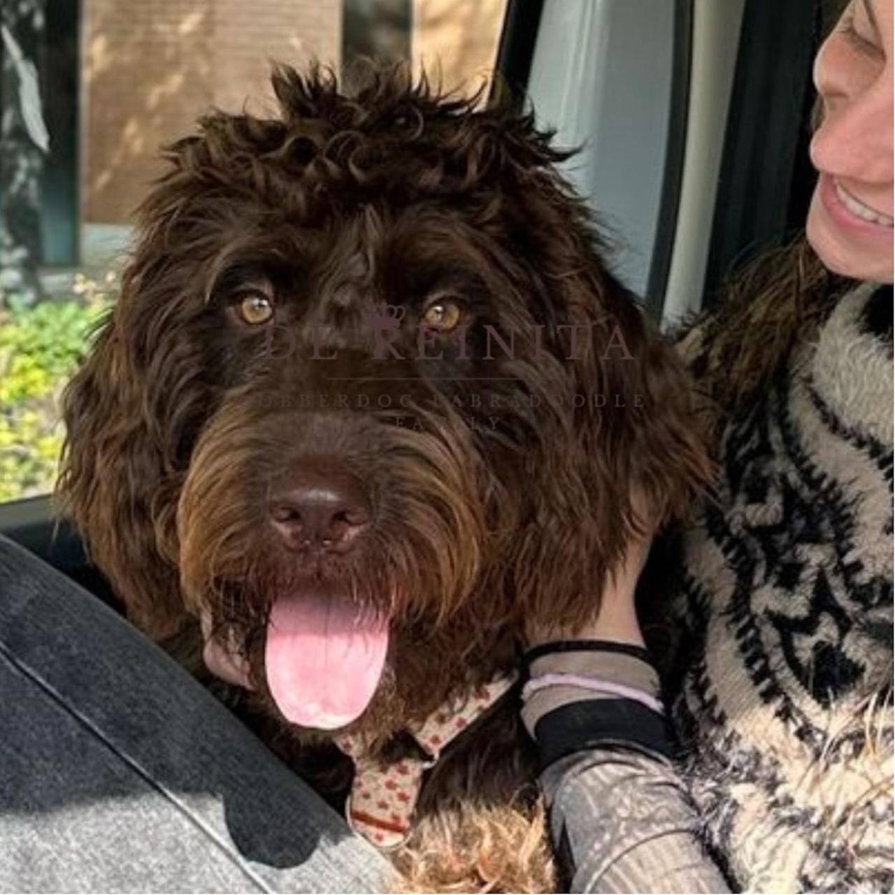 Mujer con labradoodle