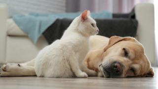 Un gato y un perro