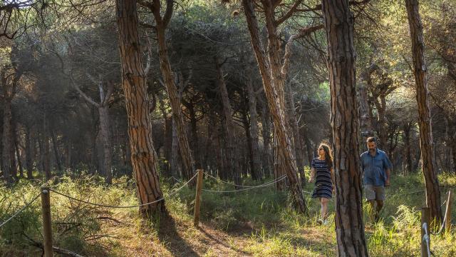 El bosque catalán que sólo se puede visitar 10 veces al año, Pineda de Can Camins