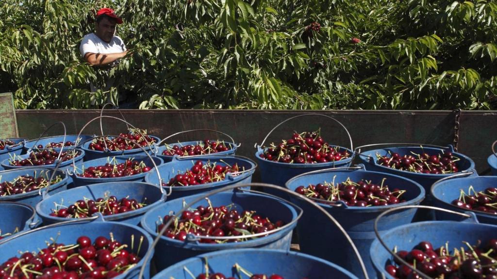 Recogida de cerezas (Archivo)