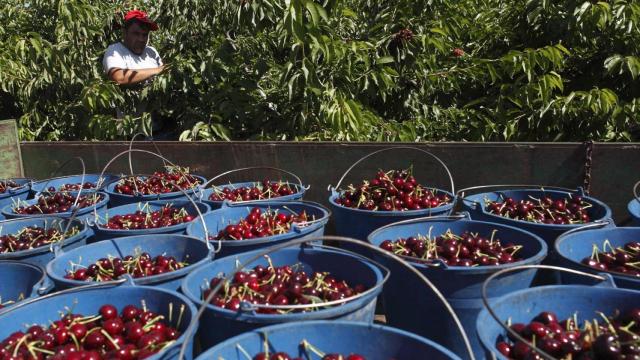 Recogida de cerezas (Archivo)