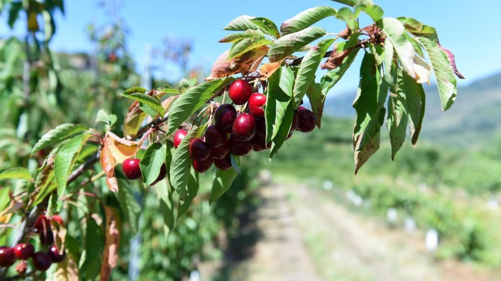 Recolección de cerezas (Archivo)