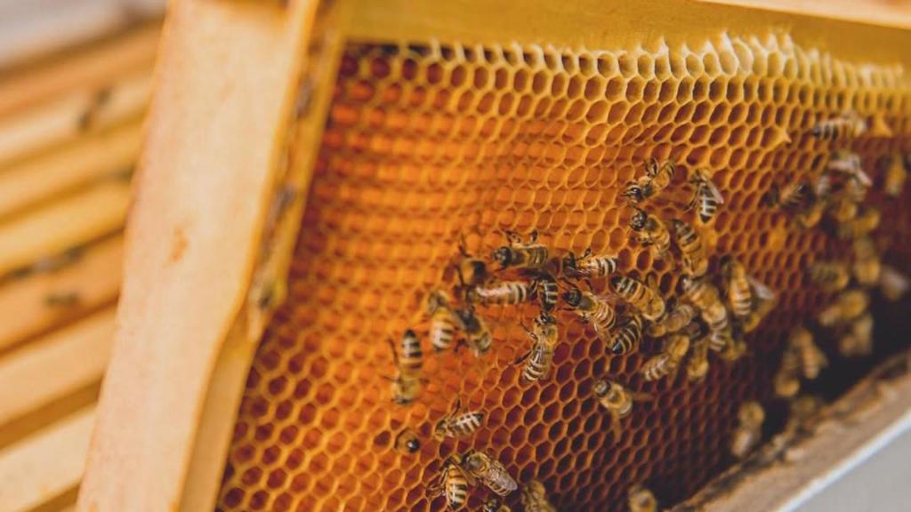 Imagen de un rusco de abejas