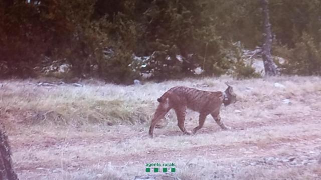 Imagen del ejemplar de lince ibérico localizado en el Prepirineo de Lleida