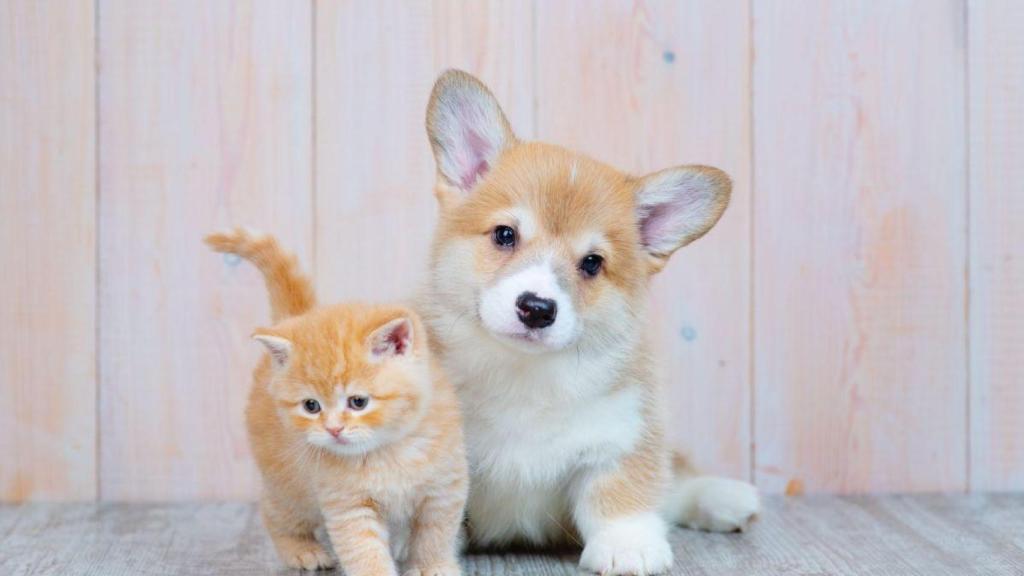 Advance lanza su primera guía de cachorros para concienciar a los 'pet-parents' sobre su cuidado y bienestar