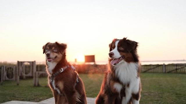 Perros en una escuela de adiestramiento canino