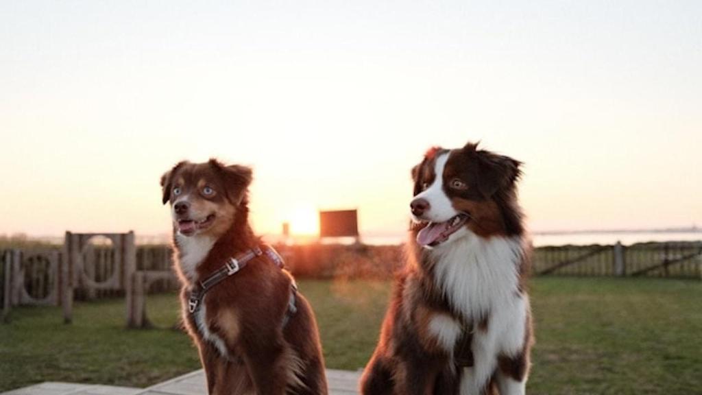 Perros en una escuela de adiestramiento canino