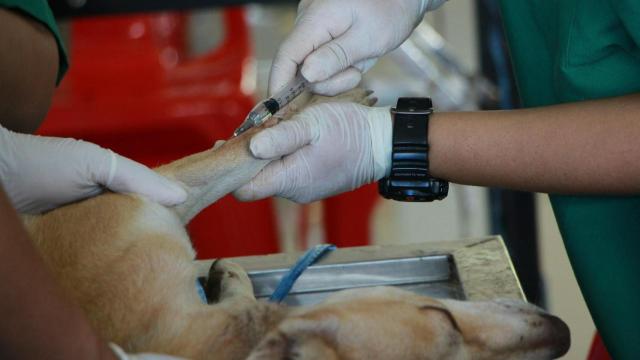 Un veterinario administra medicamento a un perro