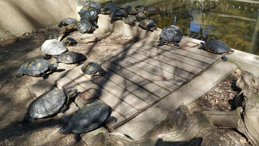 Tortugas de Florida en uno de los estanques del CRARC